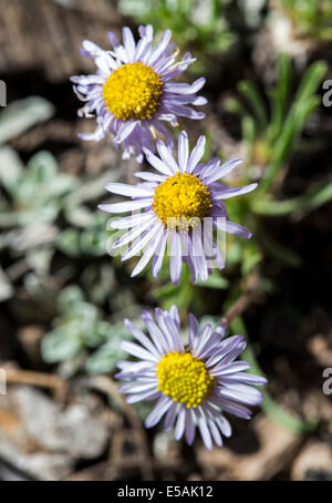 L'Erigeron flagellaris ; lapin ; Daisy Fleabane Erigeron fouet fin ; ; ; ; la famille des Astéracées Tournesol fleurs sauvages en fleurs Banque D'Images