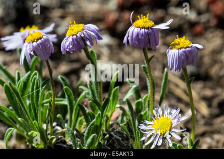 L'Erigeron flagellaris ; lapin ; Daisy Fleabane Erigeron fouet fin ; ; ; ; la famille des Astéracées Tournesol fleurs sauvages en fleurs Banque D'Images