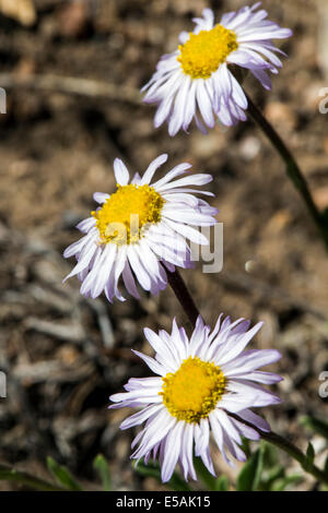 L'Erigeron flagellaris ; lapin ; Daisy Fleabane Erigeron fouet fin ; ; ; ; la famille des Astéracées Tournesol fleurs sauvages en fleurs Banque D'Images