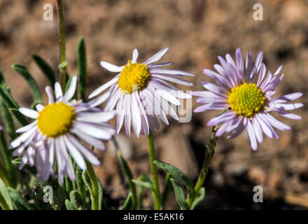 L'Erigeron flagellaris ; lapin ; Daisy Fleabane Erigeron fouet fin ; ; ; ; la famille des Astéracées Tournesol fleurs sauvages en fleurs Banque D'Images