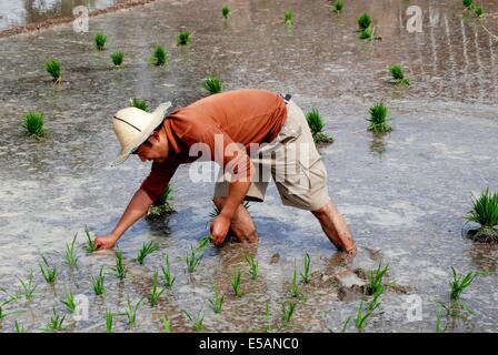 PENGZHOU, CHINE : AGRICULTEUR FIXANT LES JEUNES PLANTS DE RIZ DANS UNE rizière inondée Banque D'Images