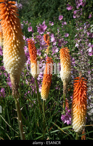 L'été plantes frontière avec red hot poker, Kniphofia fleurs Banque D'Images