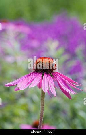 Echinacea purpurea 'Rubinglow' Fleur tête dans une frontière. Échinacée pourpre. Banque D'Images