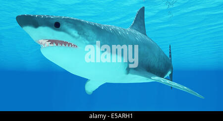 Le grand requin blanc est un apex-prédateurs et a plusieurs séries de dents qui se remplacer en permanence. Banque D'Images