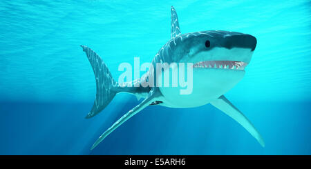 Le grand requin blanc peut vivre plus de 70 ans et atteindre une longueur de 8 mètres ou 26 pieds. Banque D'Images