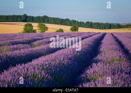 Rangées de lavande près de Snowshill, les Cotswolds, Gloucestershire, Angleterre Banque D'Images