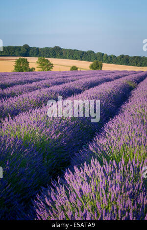 Rangées de lavande près de Snowshill, les Cotswolds, Gloucestershire, Angleterre Banque D'Images