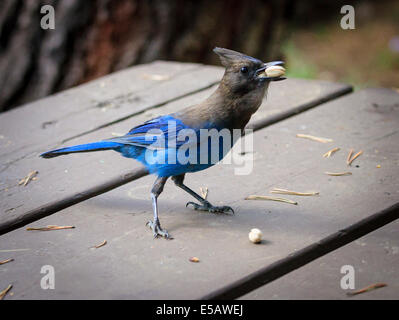 Geai de Steller de manger les pistaches à gauche sur une table de pique-nique dans les bois Banque D'Images