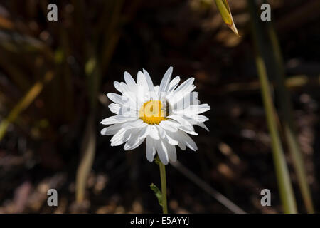 Une abeille se rendant sur une fleur blanche avec un centre jaune dans un jardin à Monterey, Californie Banque D'Images