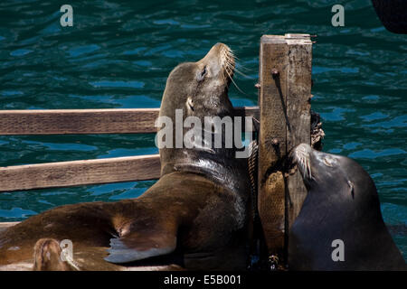 Les Lions de mer de Californie à profiter du soleil à Fisherman's Wharf, Monterey, Californie. Banque D'Images