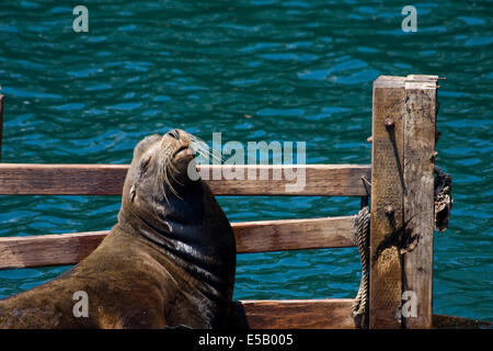 Un grand lion de mer de Californie à profiter du soleil à Fisherman's Wharf, Monterey, Californie. Banque D'Images