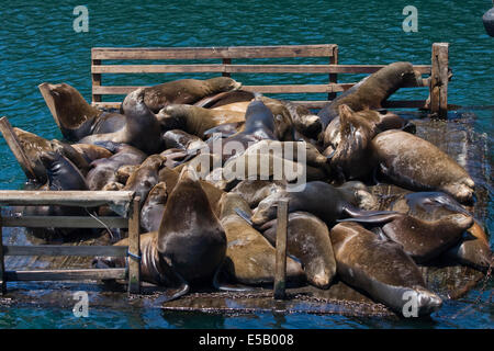 Un groupe de lions de mer se reposant sur une plate-forme à Fisherman's Wharf de Monterey, CA. Banque D'Images