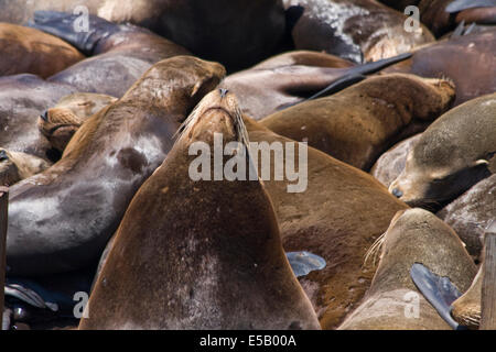 Un groupe de lions de mer se reposant sur une plate-forme à Fisherman's Wharf de Monterey, CA. Banque D'Images