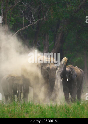 La poussière des éléphants Baignoire Banque D'Images