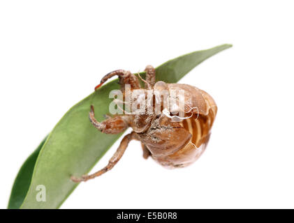 Close up de cigale slough sur fond blanc Banque D'Images