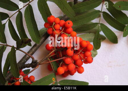 Petits fruits orange avec des feuilles sur la branche en bois de la sauvage rowan tree Banque D'Images