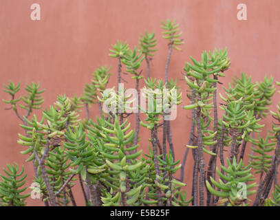 Sedum reflexum sur mur en terre cuite rouge, Majorque, Iles Baléares, Espagne. Banque D'Images