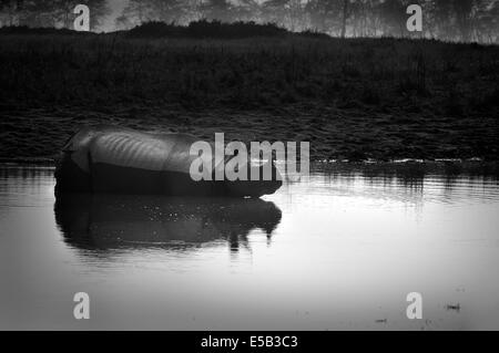 Rhino dans l’eau Banque D'Images