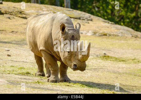 Rhinocéros blanc ou square-lipped rhinoceros, Ceratotherium simum. Ici une femelle est vu marcher dans le boîtier. Banque D'Images