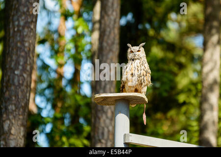 Grand-d'Amérique, Bubo bubo. Ici assis sur la plaque en bois avec forêt de pins en arrière-plan Banque D'Images