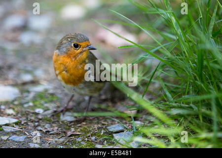 Un peu de Red Robin, Erithacus rubecula aux abords, à l'Ynys-hir RSPB réserve naturelle en milieu de galles Banque D'Images