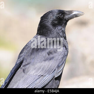 Portrait d'une corneille noire (Corvus corone corone). Bedgebury Forêt, Kent Banque D'Images