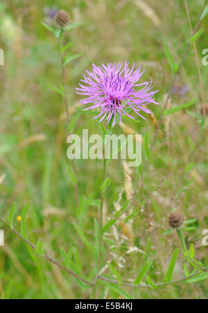 Fleur de centaurée commune (Centaurea nigra var. radiata), Bedgebury Forêt, Kent, UK Banque D'Images