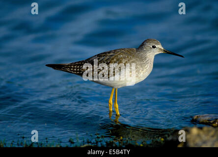 Petit Chevalier (Tringa flavipes - Banque D'Images