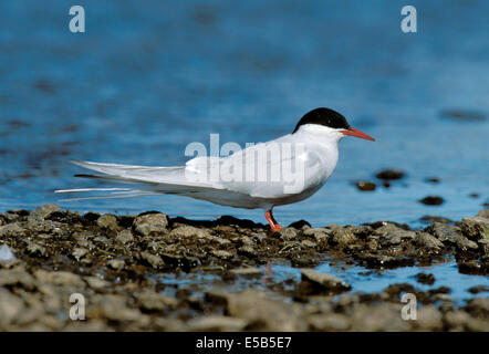 Sterne arctique Sterna paradisaea Banque D'Images