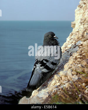 Pigeon ou le pigeon biset - Columba livia Banque D'Images