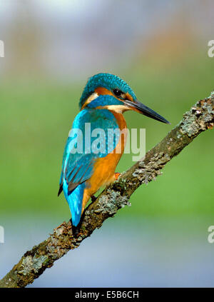 Kingfisher Alcedo atthis Banque D'Images