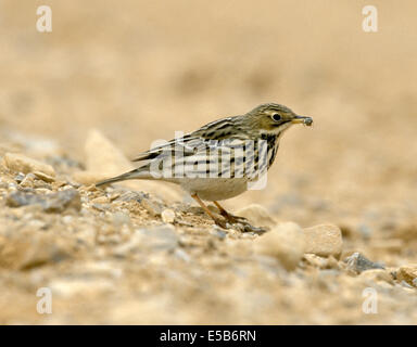 Pipit à gorge rousse Anthus cervinus Banque D'Images