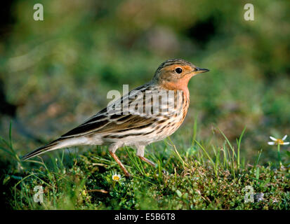 Pipit à gorge rousse Anthus cervinus Banque D'Images