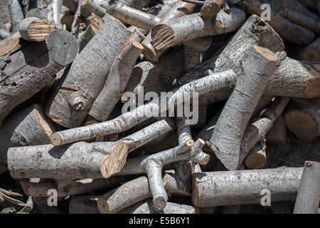 Arrière-plan de branches d'arbres sciés dans une pile. Banque D'Images