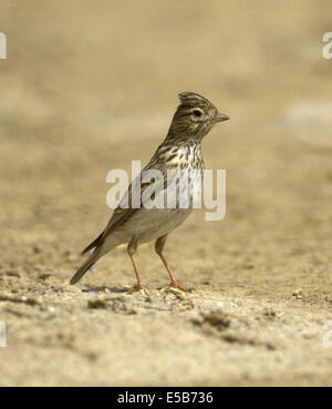 Circaète jean-le-petit - Lark Calandrella rufescens Banque D'Images