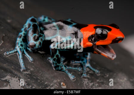 Dart frog appelant / Ranitomeya benedicta Banque D'Images