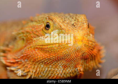 Beau mâle adulte phase rouge dragon barbu (Pogona vitticeps) Banque D'Images