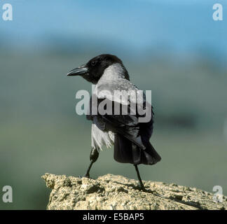 La Hooded Crow Corvus corone cornix Banque D'Images