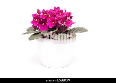 Les violettes africaines avec des fleurs en blanc le semoir Banque D'Images