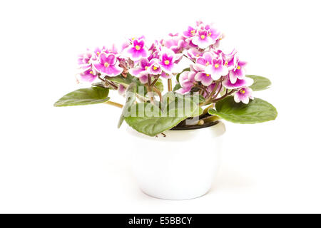 Violette africaine bicolore sur fond blanc Banque D'Images