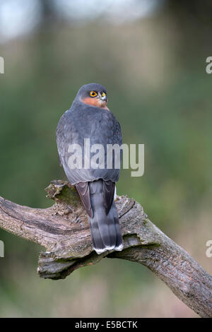 Blanche Accipiter nisus Banque D'Images