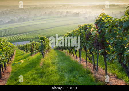 Un vignoble dans la forêt de l'été morninglight Banque D'Images