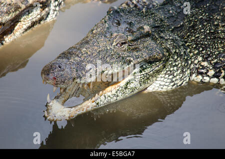 Tête de crocodile, bouche ouverte Banque D'Images