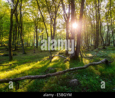 Le soleil qui rayonne à travers les arbres en forêt Banque D'Images