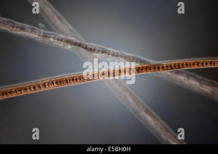 Darkfield photomicrographie, poils de souris en bois à longue queue, Apodemus sylvaticus souris de champ Banque D'Images