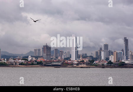 Pelican survolant le golfe du Panama avec le Panama skyline et coloniale derrière Banque D'Images