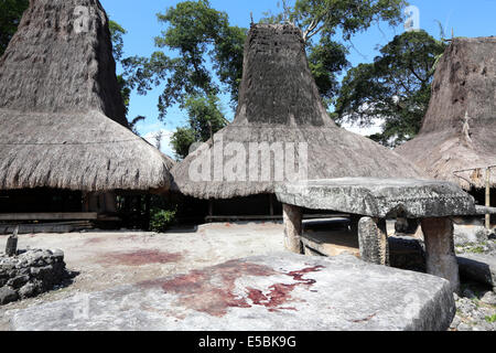 Des sentiers d'un sang abattus rituellement bison dans les plaques en pierre du village traditionnel, Waitabar Sumba, Indonésie Banque D'Images