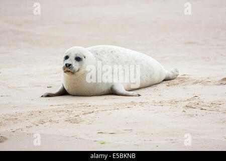 Cute, dodus, blanc phoque commun (Phoca vitulina) pup sur la plage de sable de Blakeney Point, North Norfolk Banque D'Images