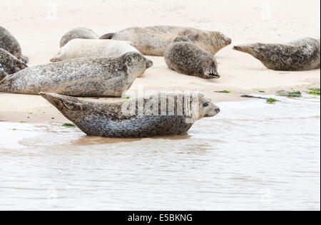 Phoques communs (Phoca vitulina) détente sur la rive à Blakeney Point, Norfolk Banque D'Images