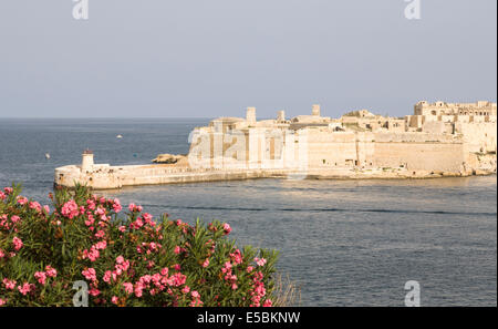 Avis de Gallows Point, Fort Ricasoli, Kalkara, La Valette, Malte à l'entrée du Grand Port, de l'été rose fleurs en premier plan Banque D'Images
